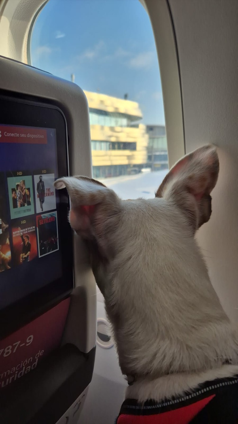 French Bulldog looking out airplane window