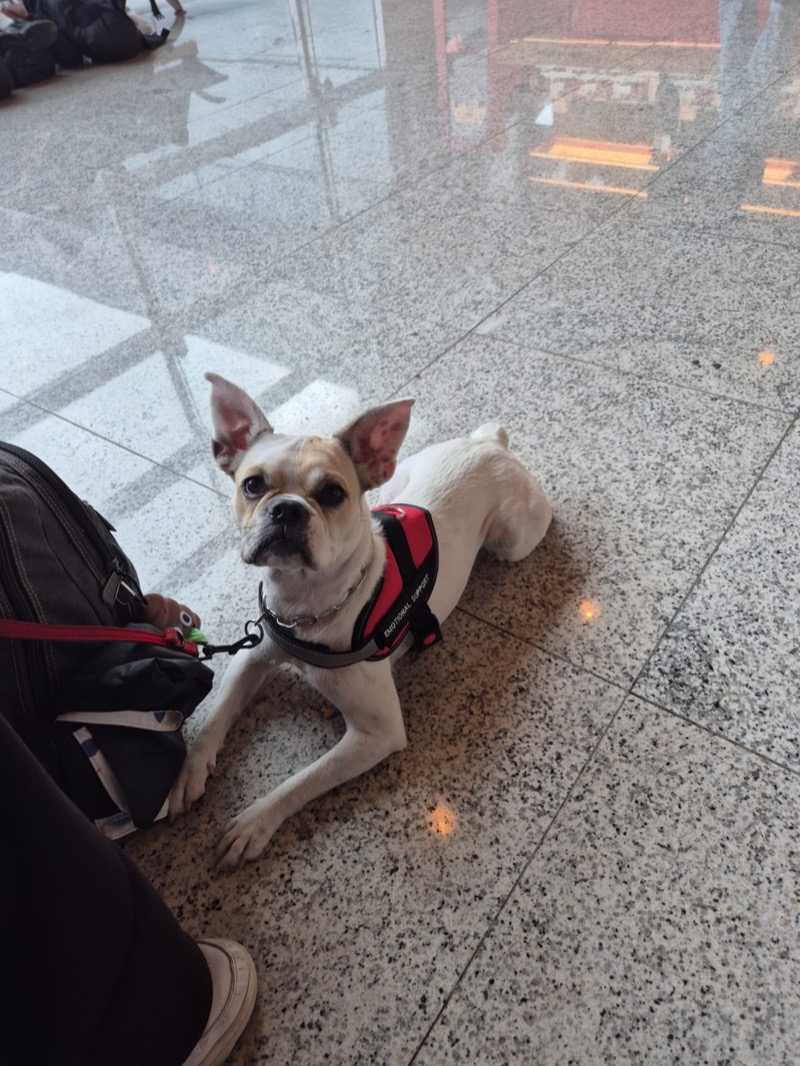 French Bulldog at airport with emotional support vest