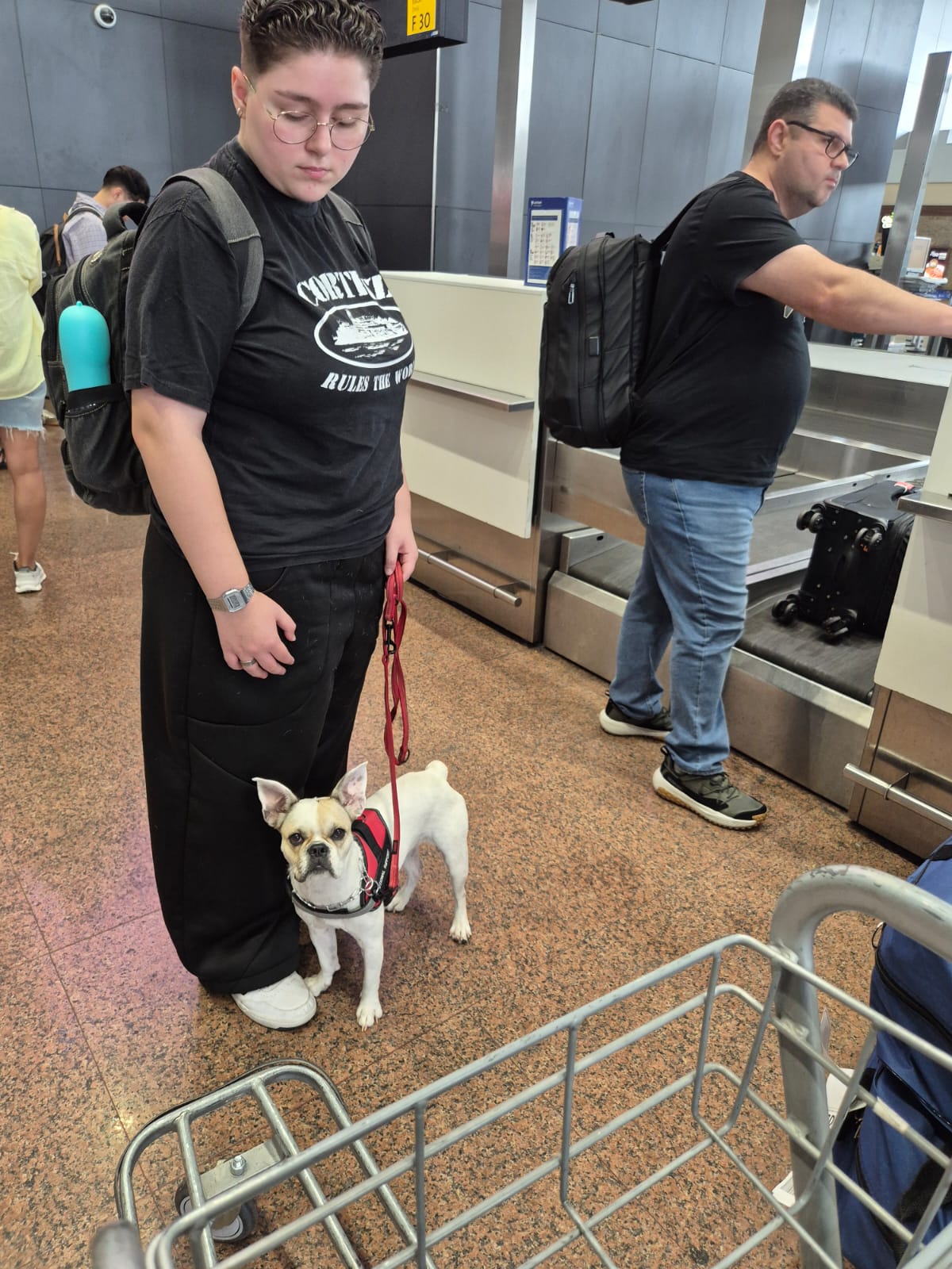 Service dog handler checking in with their French Bulldog service dog