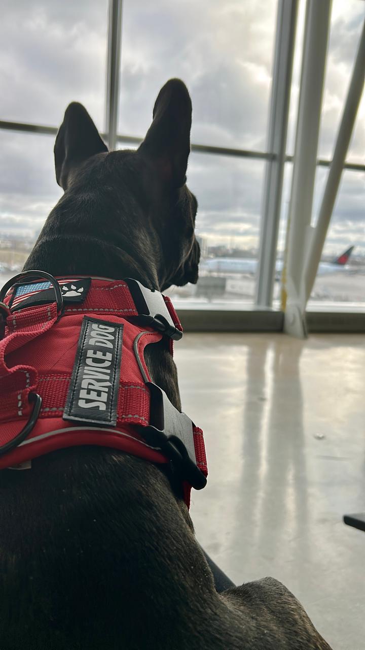 French bulldog service dog looking out airplane window