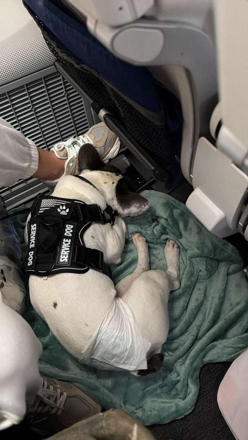 French Bulldog with SERVICE DOG vest on airplane