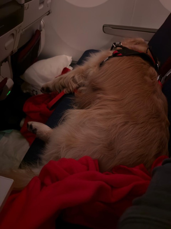 Golden Retriever resting between airplane seats