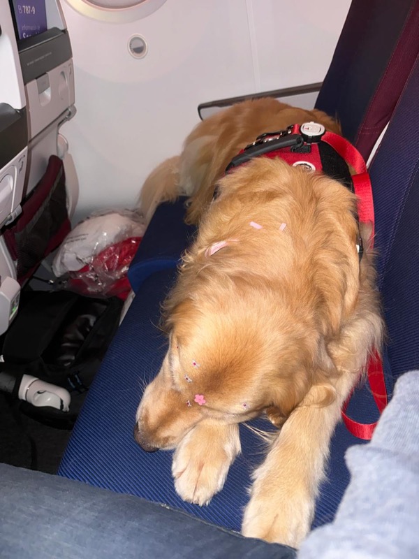 Golden Retriever sleeping peacefully on airplane