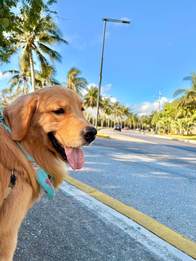 Golden Retriever service dog at airport wearing vest