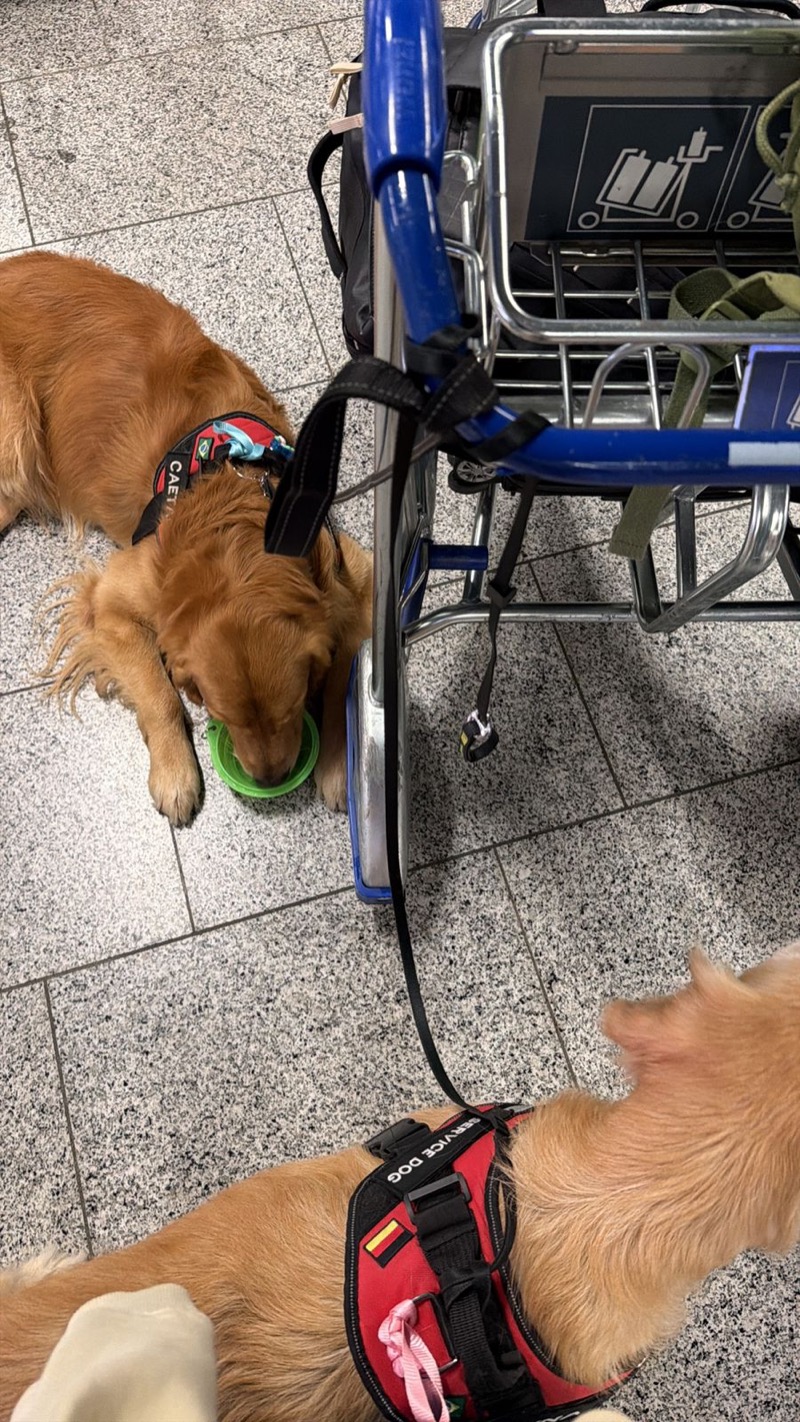 Golden Retriever walking through airport with handler
