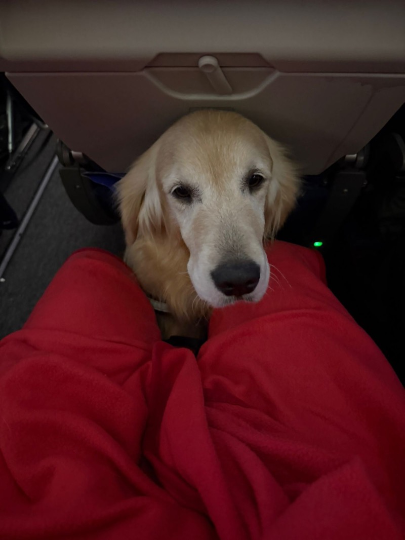Golden Retriever with ID card on vest at airport