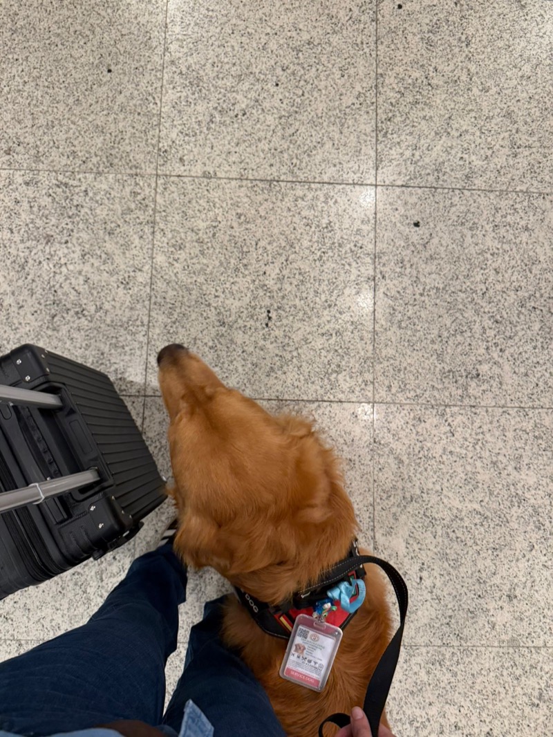 Golden Retriever sleeping on airplane