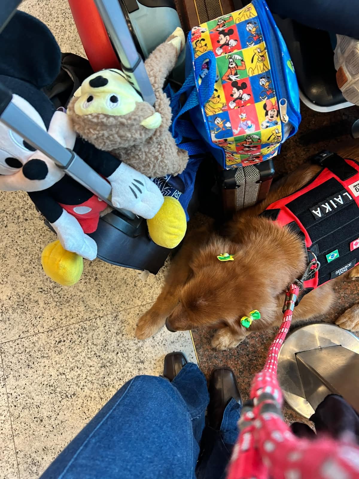Golden Retriever service dog resting at an airport