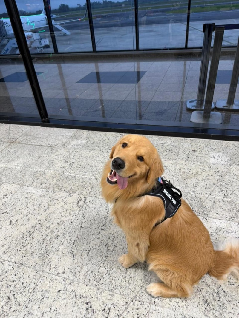 Golden Retriever in tropical destination