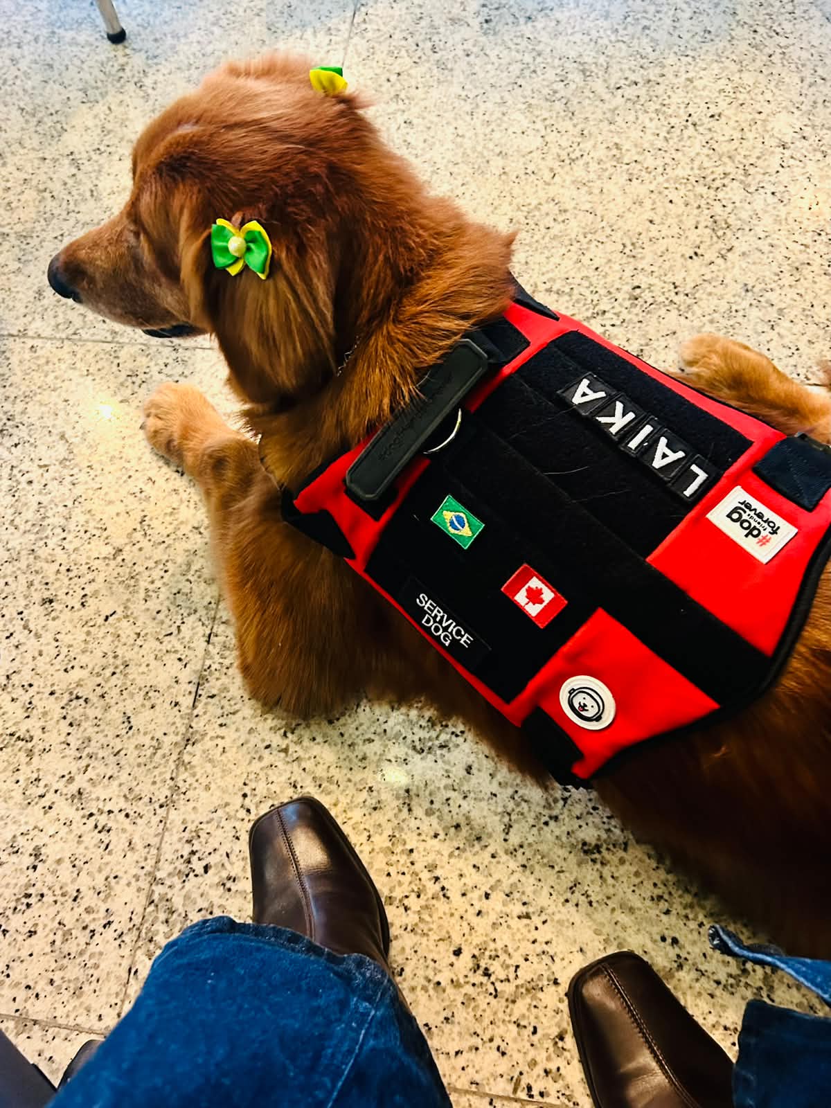 Golden retriever service dog wearing a service vest