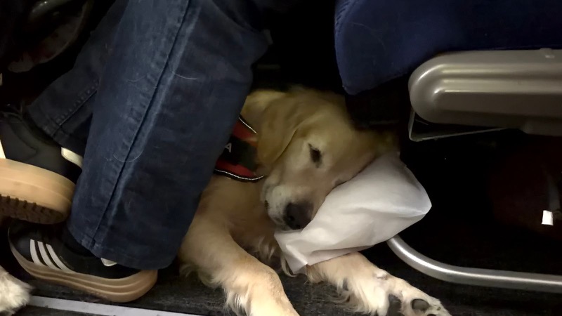 Two Golden Retrievers at airport with service vests