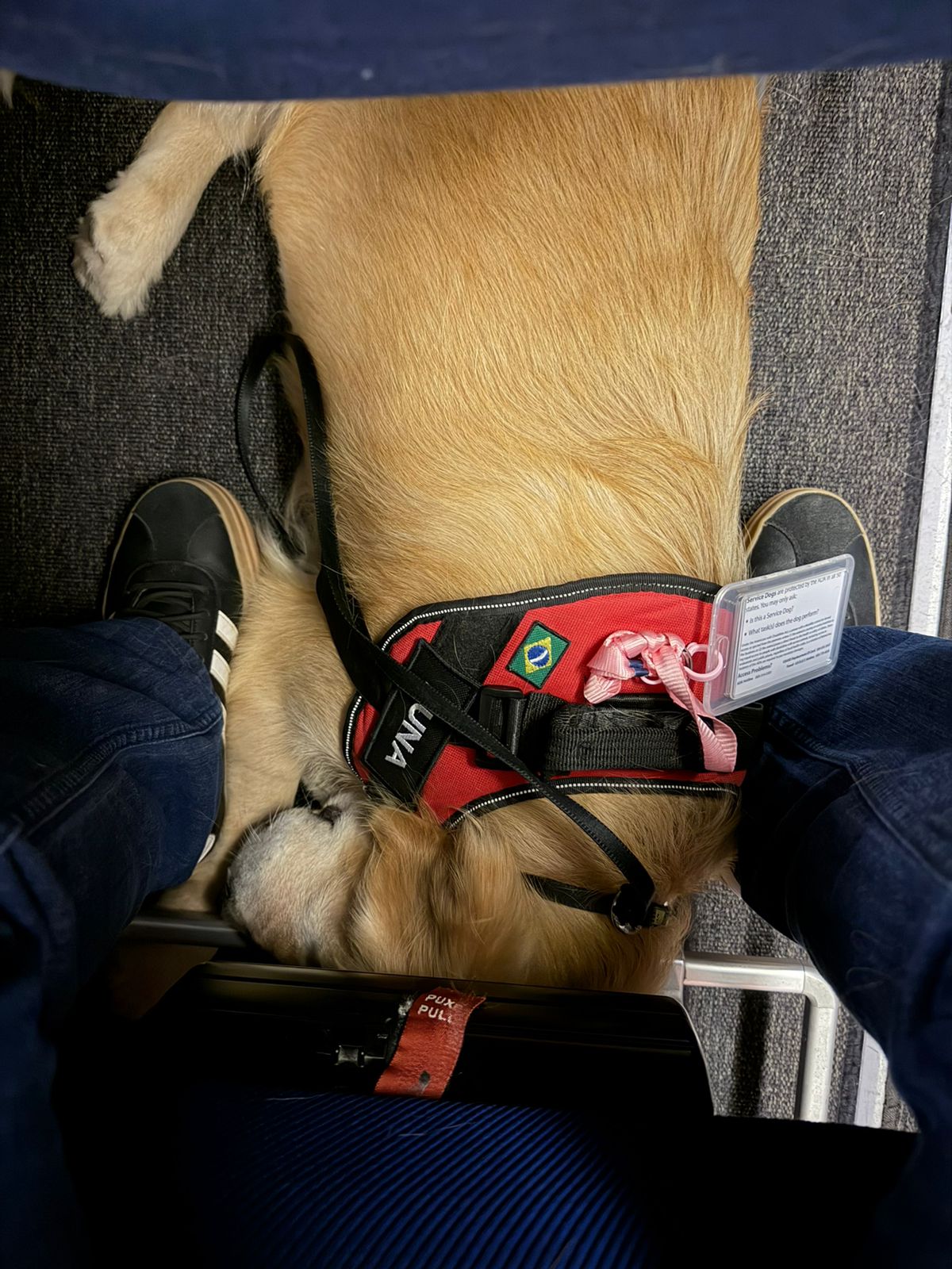 Golden Retriever service dog sleeping comfortably under an airplane seat while wearing a vest