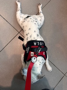 Lola — Service Dog
