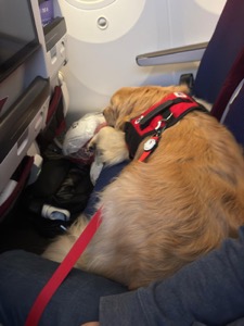 Service dog on airplane